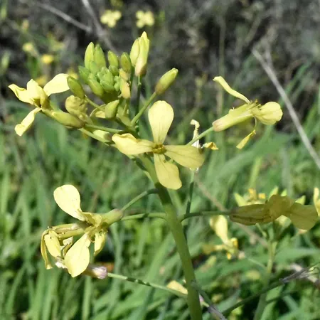 Stone House Pelion アパート Ovrios