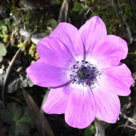 Stone House Pelion アパート Ovrios