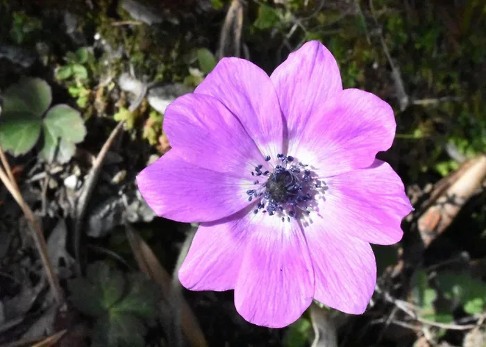Stone House Pelion Апартаменты Ovrios