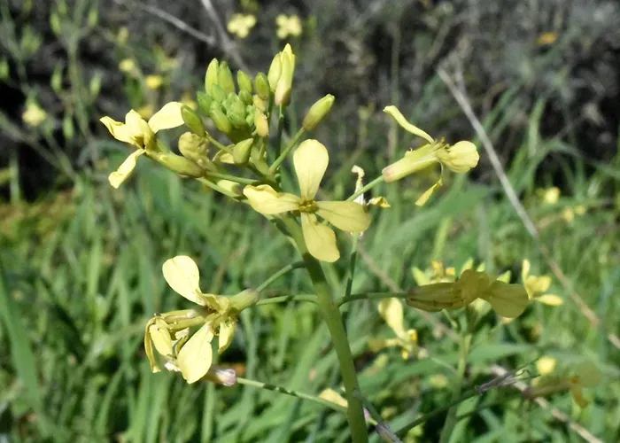 Stone House Pelion Апартаменты *